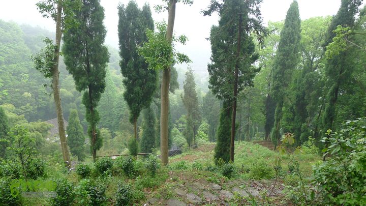 雁荡山狮子山五马尖筋竹涧下山