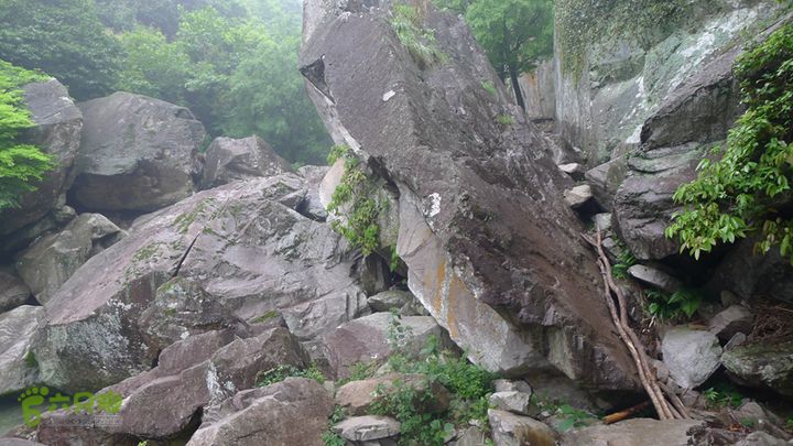 雁荡山狮子山五马尖筋竹涧栈道损坏，有些地方用几根树枝代替