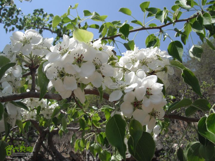 花儿台-富合-三坡镇DSCF0948