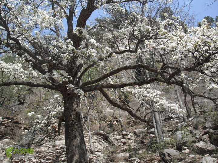 花儿台-富合-三坡镇DSCF0963