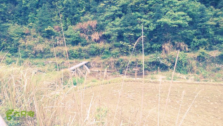 下石坑古道IMAG0755