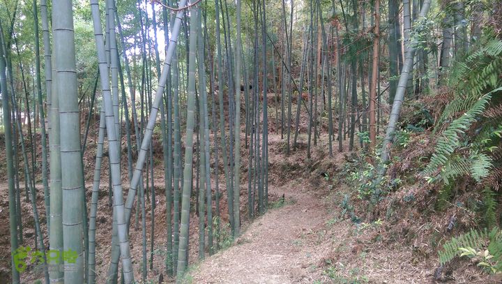 下石坑古道IMAG0682