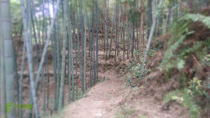 下石坑古道IMAG0683