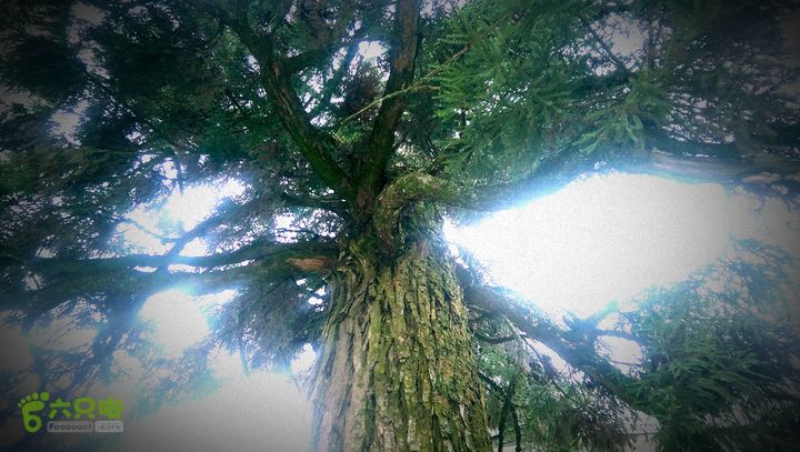 下石坑古道IMAG0616