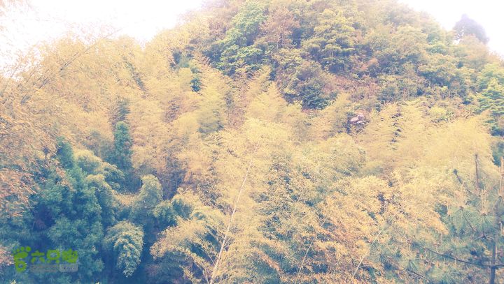 下石坑古道IMAG0641