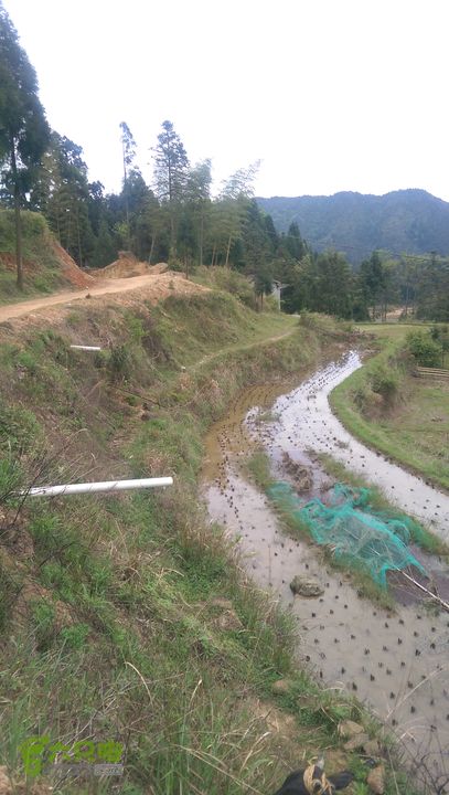 下石坑古道IMAG0576