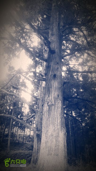 下石坑古道IMAG0581