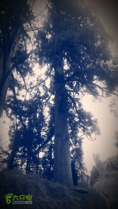 下石坑古道IMAG0584