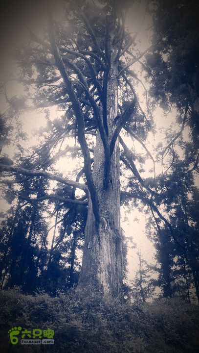 下石坑古道IMAG0586