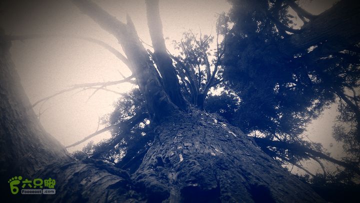 下石坑古道IMAG0587