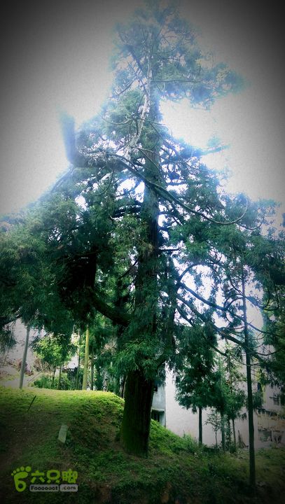 下石坑古道IMAG0590