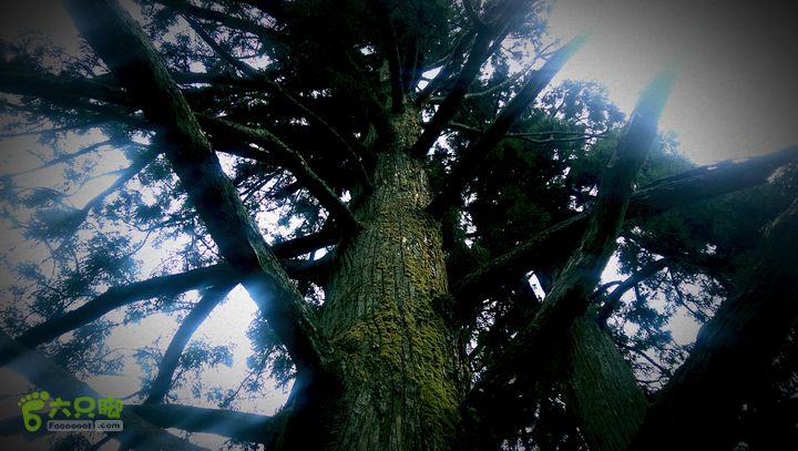 下石坑古道IMAG0592