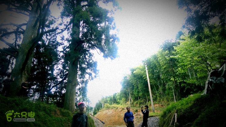 下石坑古道IMAG0596