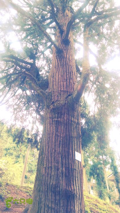 下石坑古道IMAG0599