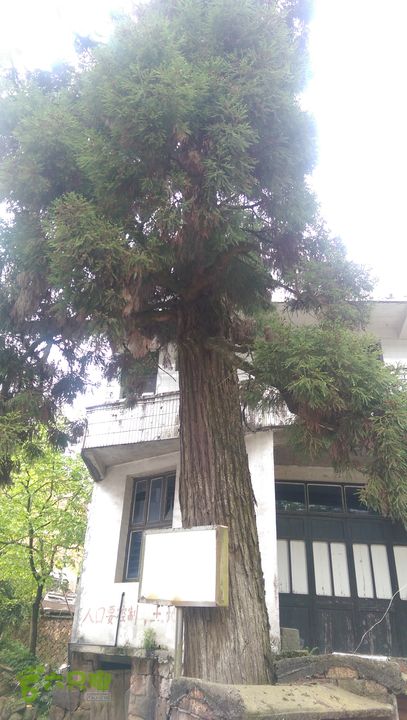 下石坑古道IMAG0610