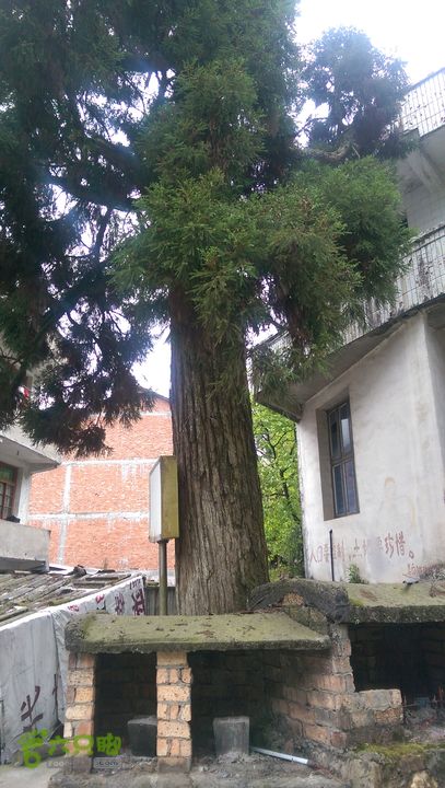 下石坑古道IMAG0611