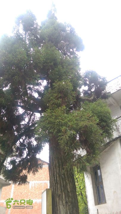 下石坑古道IMAG0612