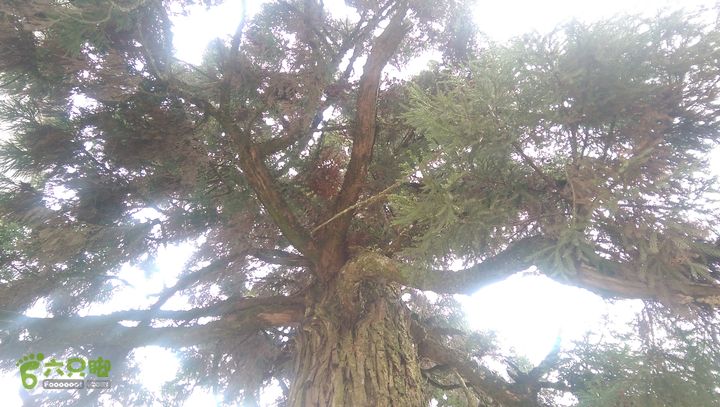 下石坑古道IMAG0613