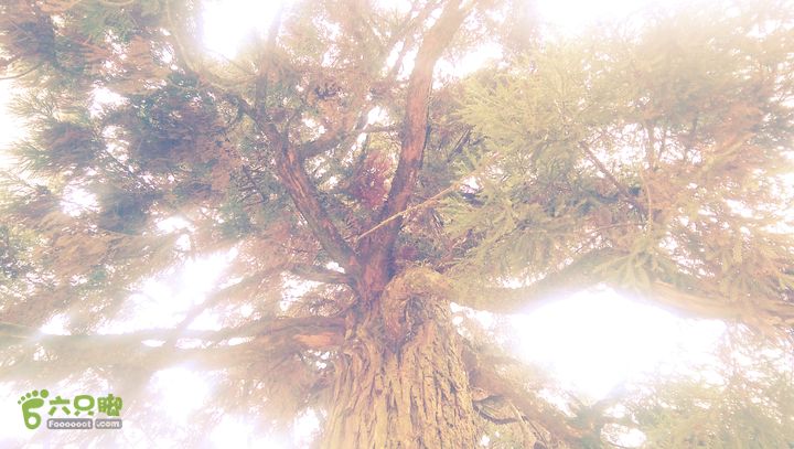 下石坑古道IMAG0614