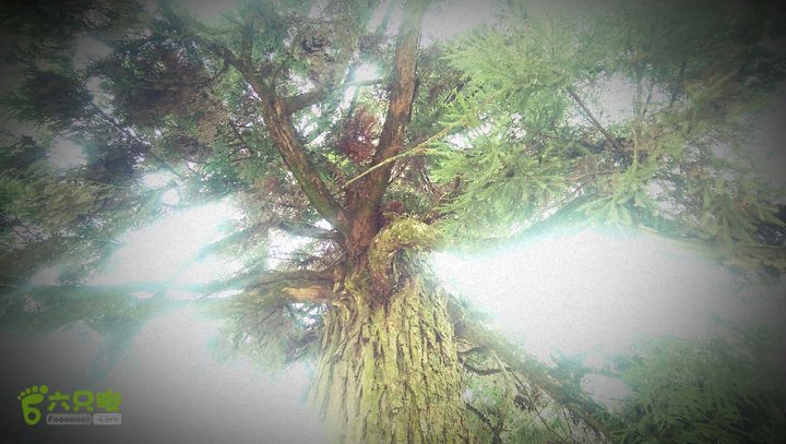 下石坑古道IMAG0615