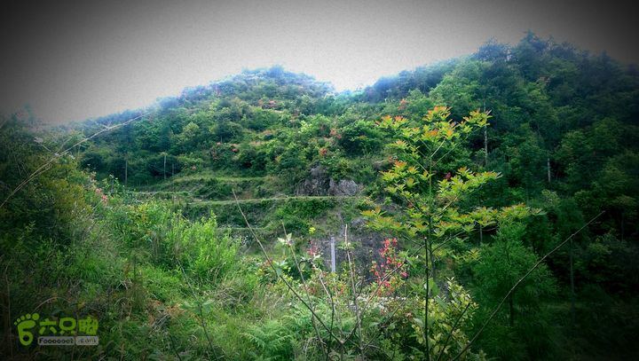 下石坑古道IMAG0564