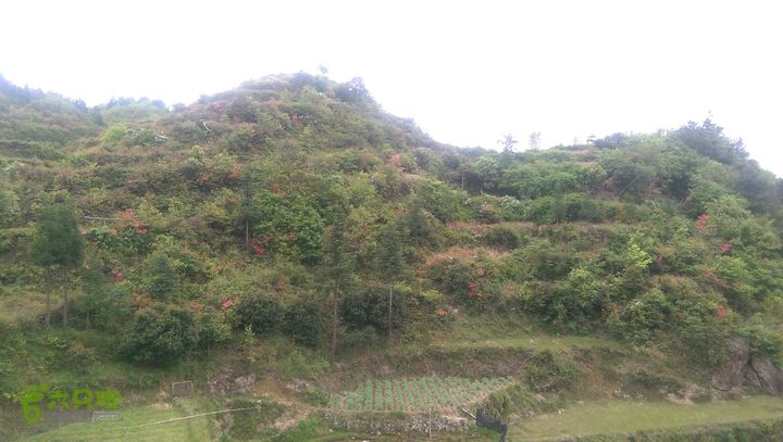 下石坑古道IMAG0565