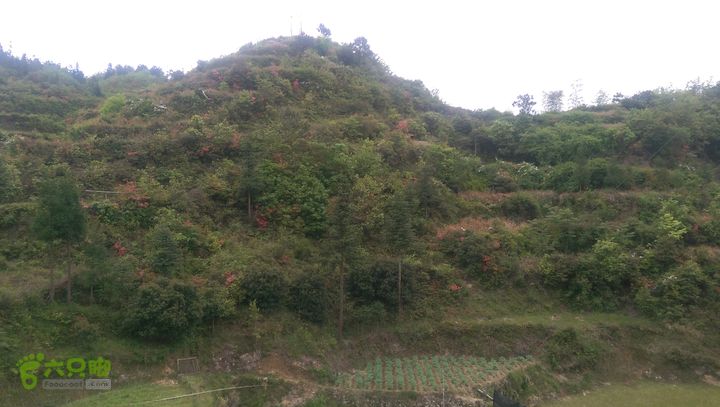 下石坑古道IMAG0566