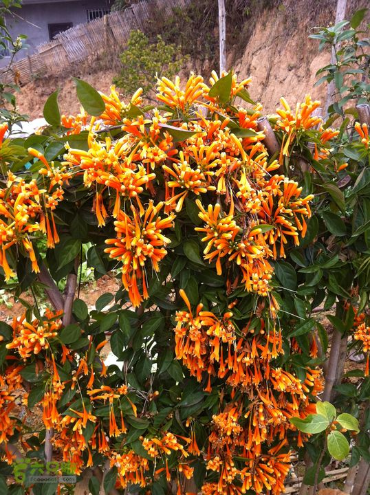 小北岭~大北岭（状元岭）016