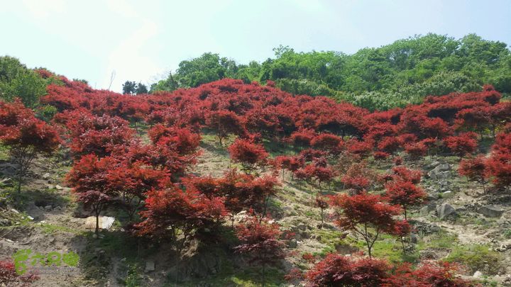 细岭一小岙村一下塘村一密岩2015-05-01 11:52:38