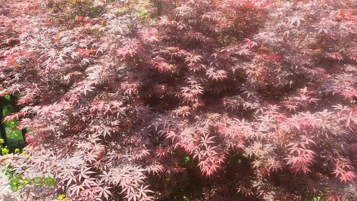 细岭一小岙村一下塘村一密岩2015-05-01 12:18:34