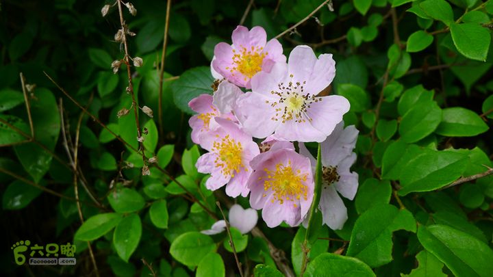 永嘉塘湾-呈坑-八里山-豫章穿越路边许多美丽的野蔷薇
