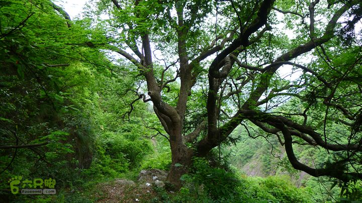 永嘉塘湾-呈坑-八里山-豫章穿越500年的樟树