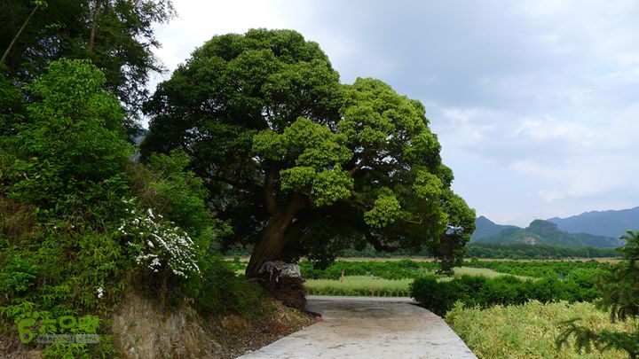 永嘉塘湾-呈坑-八里山-豫章穿越豫章村口的大榕树