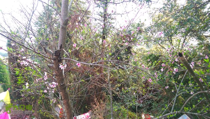 永嘉县桥下镇金加了(垄)村IMAG9676