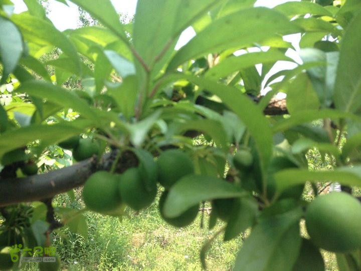 石峨1D799501-985C-4087-95C8-707BE6BD