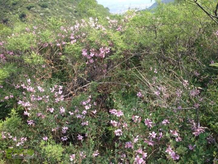 石峨3AEC789B-B866-4DFB-990B-A3EC4AE4