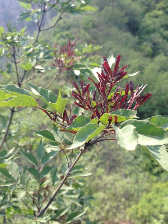 石峨74B6CCEF-2275-4BC5-A452-0D2047A9