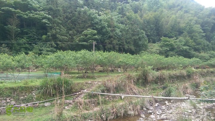 太平岭古道IMAG2809