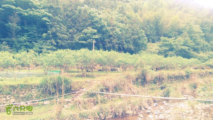 太平岭古道IMAG2810