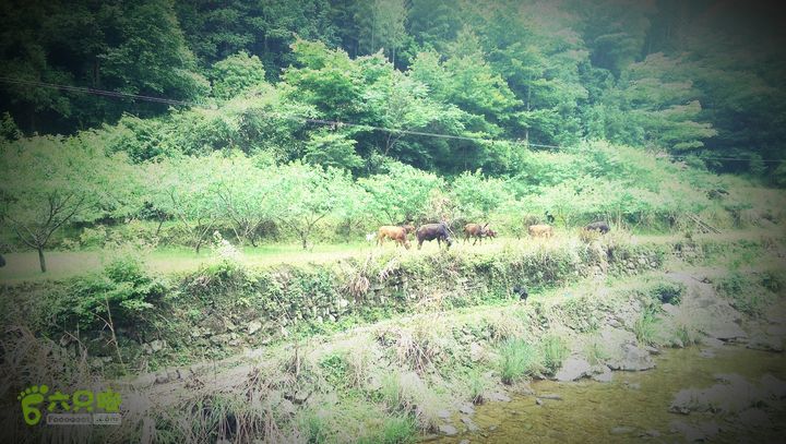 太平岭古道IMAG2812