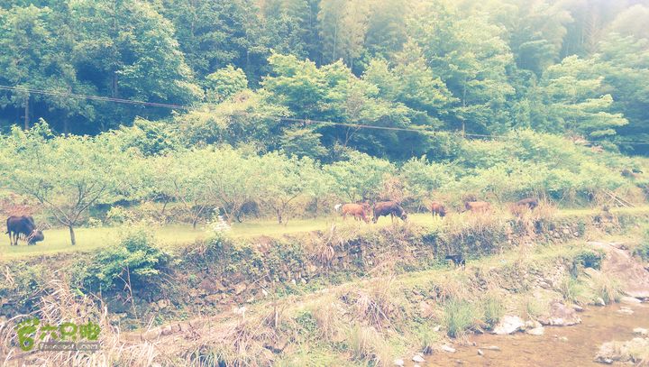 太平岭古道IMAG2813