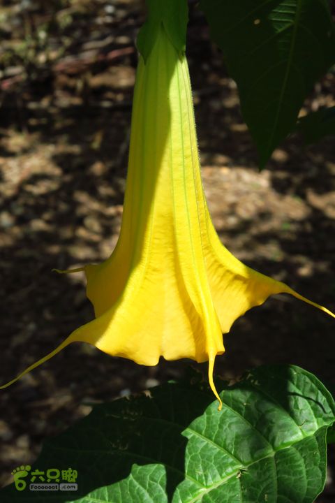 平谷黄松峪康石岭白云寺北寨穿越IMG_2700