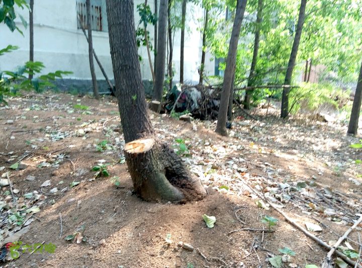 南官庄村村后树