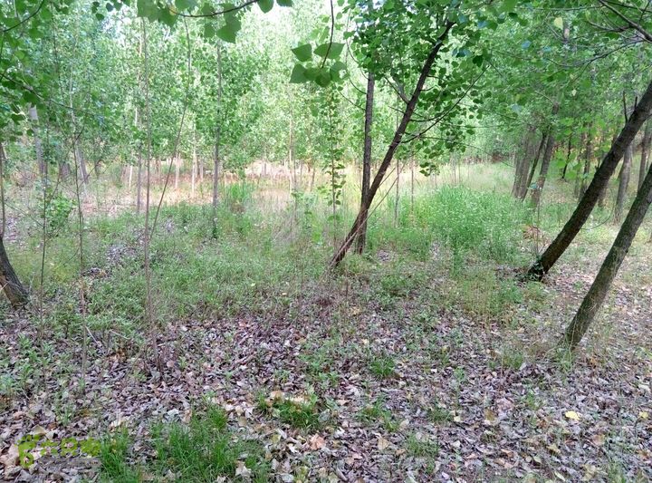 南官庄村村北沟底