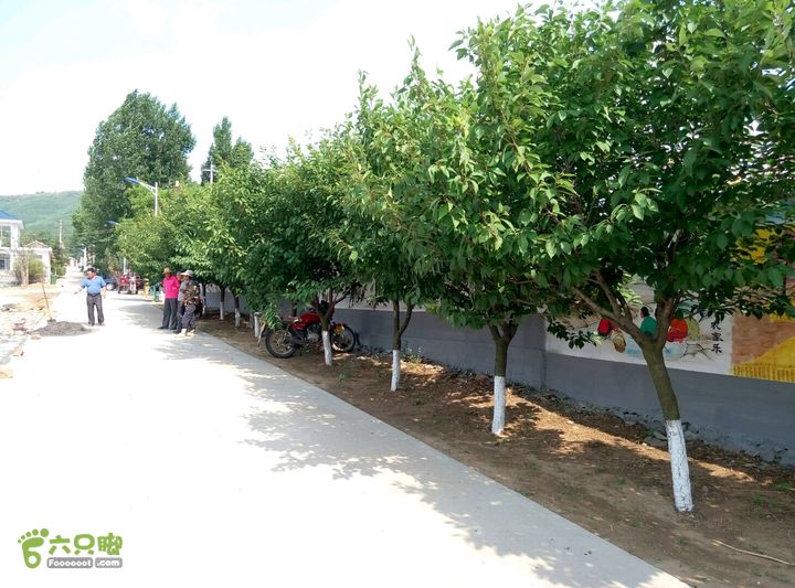 南官庄村入村道