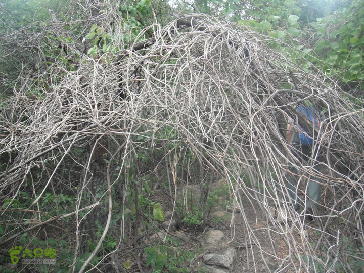 王平北-黄土台-大窖-韭园DSCF3151