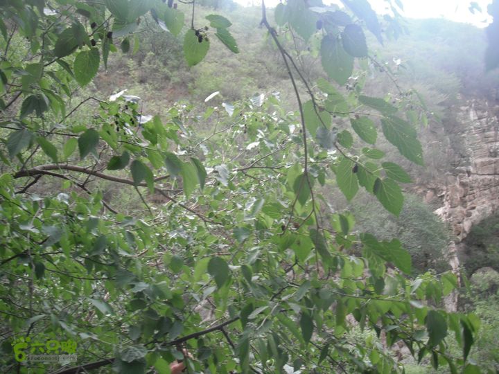 王平北-黄土台-大窖-韭园DSCF3192