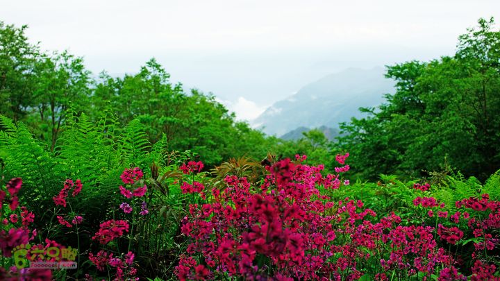 鱼进沟三合乡穿越牛背山-20150622-074401
