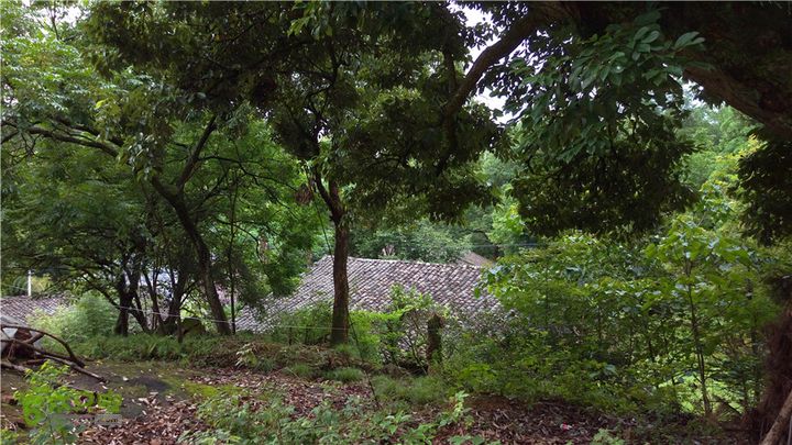 南川古道IMAG1988