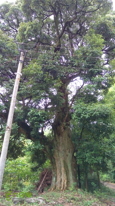 南川古道IMAG1989